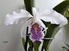 Cattleya maxima 